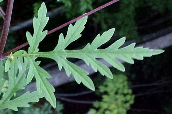 short-ragweed-allergy-info-stallergenes-greer